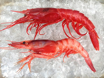 royal-red-shrimp350